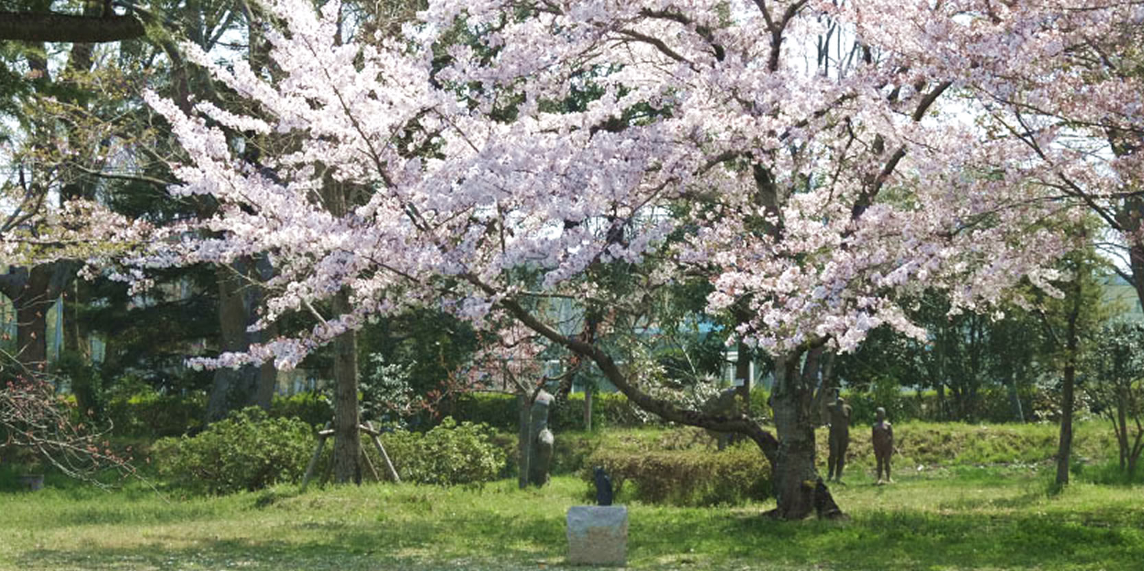 桜咲き誇る岡山大学教育学部美術棟前庭